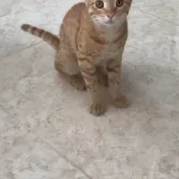 گربه