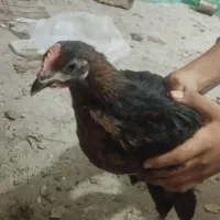 فروش سه عدد جوجه
