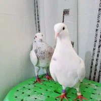 کبوتر یا کفتر