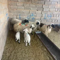 میش چینی.افشار.محلی معاوضه بابز.