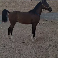 اسب خالص نریان|اسب و تجهیزات اسب‌سواری|اشکذر, |دیوار