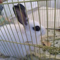 خرگوش شیطون بامزه با غذاش ۱۵۰ تومن|موش و خرگوش|آباده, |دیوار