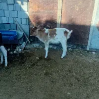 گاو وگوساله کوچک|حیوانات مزرعه|سده (فارس), |دیوار