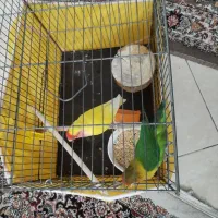 طوطی برزیلی