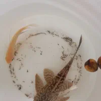لجن خوار