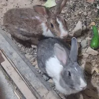 خرگوش