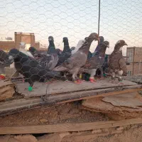 تا کفتر|پرنده|روداب, |دیوار