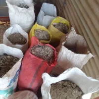 کودکبوتر|لوازم جانبی حیوانات|تاکستان, |دیوار