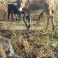 با سلام کره نر فروشی یک ساله قیمت توافقی|حیوانات مزرعه|گنبد کاووس, |دیوار