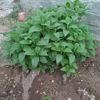 شرکت خدماتی نظافتی پیشتازان