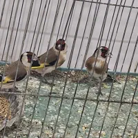 ماده اماده برای جفت خوری