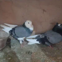کبوتر