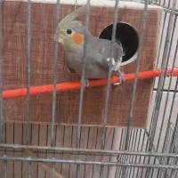 جوجه عروس هلندی