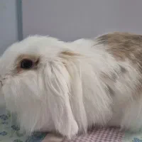 خرگوش لوپ دستی