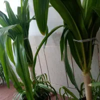 دو عدد گل ذرتی بزرگ|گل و گیاه طبیعی|مرودشت, نقش رستم|دیوار