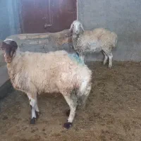 میش بره دار شیشک|حیوانات مزرعه|بجنورد, |دیوار