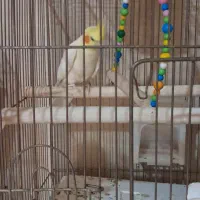 عروس هلندی با۴ تا تخم