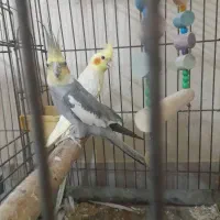 پرنده|پرنده|ابریشم, |دیوار