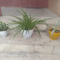 گل طبیعی گندمی نخل مرداب قاشقی پتوس الوورا  بیدی|گل و گیاه طبیعی|تهران, استاد معین|دیوار