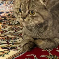 پرشین کت|گربه|لاهیجان, کوی خزر|دیوار