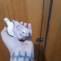 جوجه عروس سرلاکی