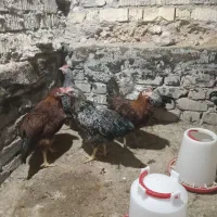 جوجه خروس محلی|حیوانات مزرعه|داراب, |دیوار