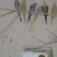 چهارعددعروس هلندی دوعددمولد باجوجه
