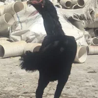 مرغ لاری اصل افغان