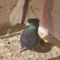 سینه ای|پرنده|مسجد سلیمان, |دیوار