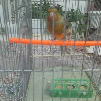 قناری نر سبز دارچینی|پرنده|تربتحیدریه, یحیی آباد|دیوار