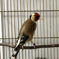 سهره لر بخون