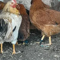 مرغ و خروس و تاخچه