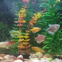 آکواریوم با ماهیا و وسایل