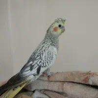 عروس هلندی نر حدود60روزه