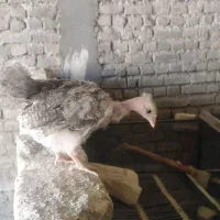 جوجه و بلدرچین