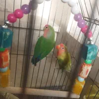 طوطی برزیلی و ماشین شارژی