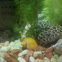 حلزون سیب / گیاه آکواریومی