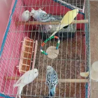 ۷ عدد مرغ عشق