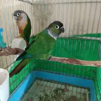 یک جفت گرینچیک