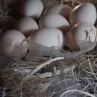 تخم مرغ|خوردنی و آشامیدنی|اهواز, ملاشیه|دیوار