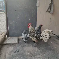 مرغ وخروس سبرایت