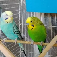 جفت مرغ عشق زیبا با قفس