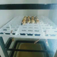 دستگاه جوجه کشی|لوازم جانبی حیوانات|باغ بهادران, |دیوار