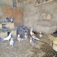 کفتر بگرد|پرنده|سامن, |دیوار