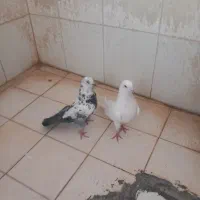 کبوتر