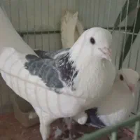 کبوتر|پرنده|شاهین‌شهر, شهرک ردانی پور|دیوار