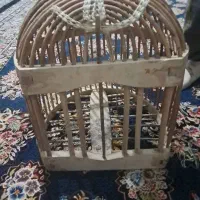 پرنده بلدرچین کوهی