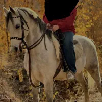 اسب‌عرب‌نریان