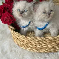 حر آ ج بی تکرار فقط در کلبه گربه های Hypercat|گربه|تهران, فرحزاد|دیوار