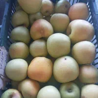 حراج لوکس|حراج|کشکسرای, |دیوار